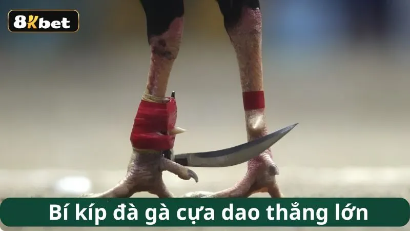 Bí kíp đà gà cựa dao thắng lớn dành cho tân thủ Bí kíp đà gà cựa dao thắng lớn dành cho tân thủ