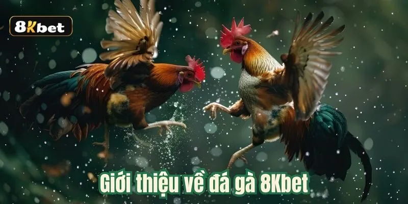 Đôi nét về sảnh cược đỉnh cao đá gà 8kbet Đôi nét về sảnh cược đỉnh cao đá gà 8kbet