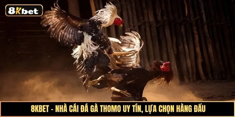 Khám phá đấu trường đá gà Thomo kịch tính