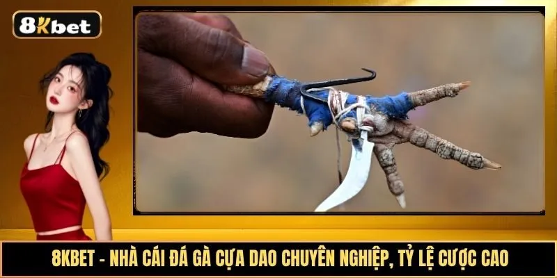 Khám phá hình thức đá gà cựa dao hấp dẫn