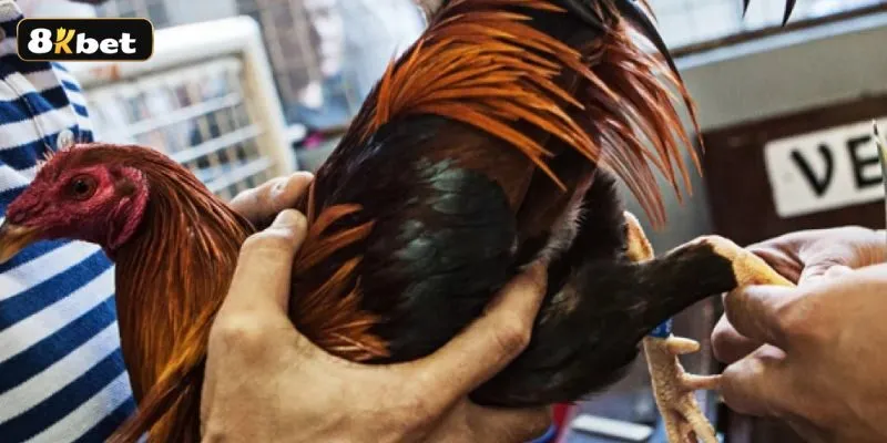 Làm sao để chọn được những chiến kê gà điều xuất sắc nhất Làm sao để chọn được những chiến kê gà điều xuất sắc nhất