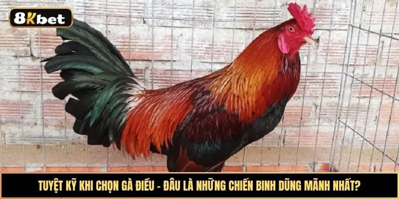 Tuyệt kỹ khi chọn gà Điều - Đâu là những chiến binh dũng mãnh nhất?